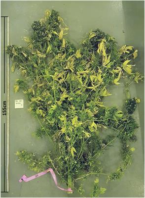 Empirical Evaluation of Inflorescences’ Morphological Attributes for Yield Optimization of <mark class="highlighted">Medicinal Cannabis</mark> Cultivars